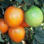 Sunray Tomato Seeds Heirloom Organic Rare Variety