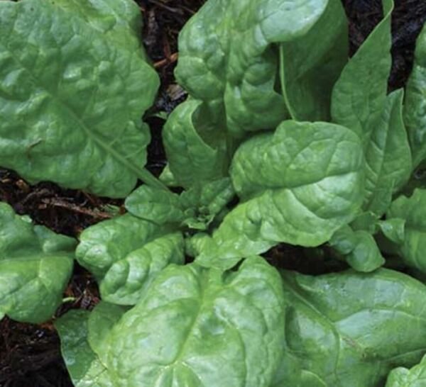 America Spinach Seeds Organic