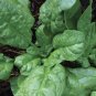 America Spinach Seeds Organic