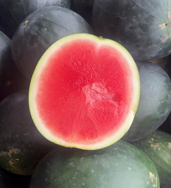 Black Diamond Watermelon Seeds Heirloom Organic