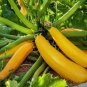 Golden Zucchini Summer Squash Seeds Heirloom Vegetable Fresh