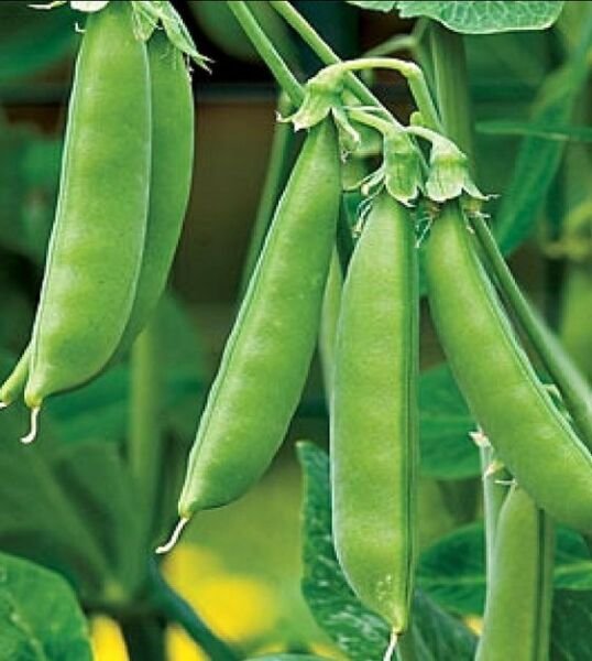Super Sugar Snap Pea Seeds Heirloom Organic