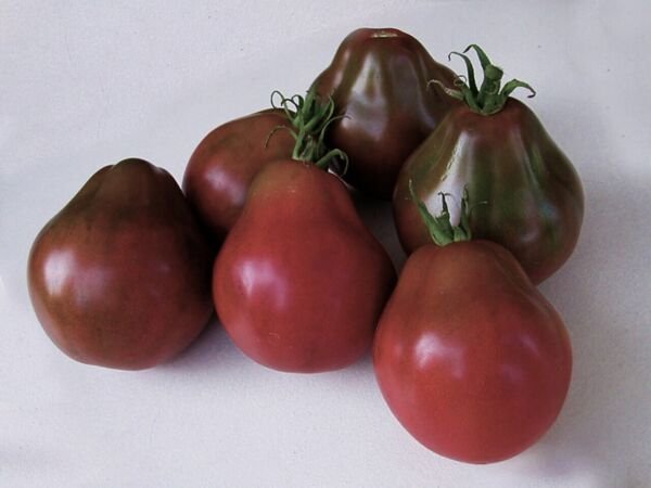Black Pear Tomato Seeds Heirloom Organic Rare Cold Tolerant