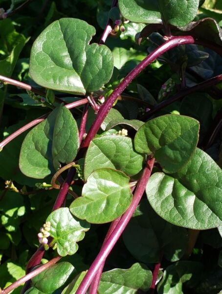 Red Malabar Spinach Seeds Heirloom Exotic Heat Tolerant