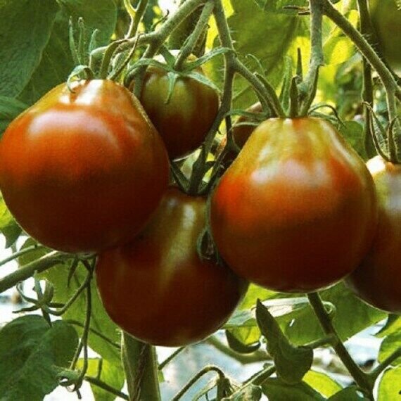 Black Truffle Heirloom Tomato Seeds Bulk Wholesale Rare Tomatoes