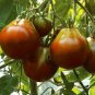 Black Truffle Heirloom Tomato Seeds Bulk Wholesale Rare Tomatoes