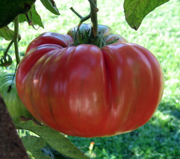 Red Brandywine Tomato Seeds Heirloom Organic Bulk Wholesale