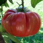 Red Brandywine Tomato Seeds Heirloom Organic Bulk Wholesale