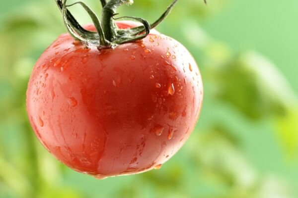 Cal Ace Heirloom Tomato Seeds Bulk Wholesale Heat Tolerant