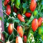 Pink Tiger Tomato Seeds Heirloom Variety Early Maturing