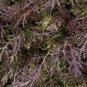 Red Streaks Mizuna Seeds Exotic Japanese Mustard Green