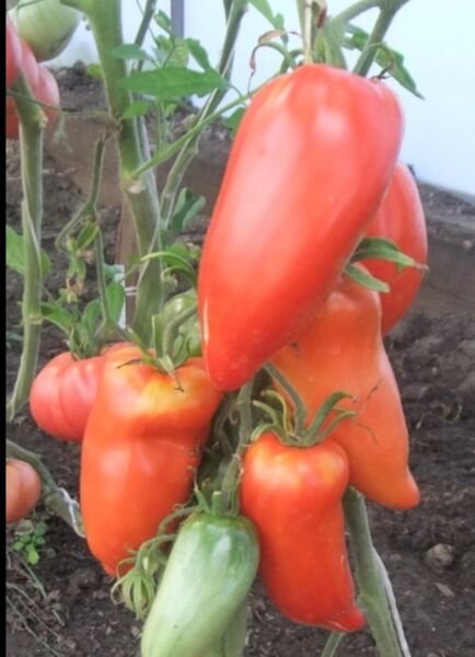 Hogsheart Paste Tomato Seeds Heirloom Sauce Processing