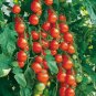 Gardener's Delight Tomato Seeds Heirloom Organic Cherry Tomatoes
