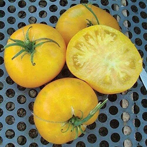 Giallo De Summer Heirloom Tomato Seeds Wholesale Vegetable