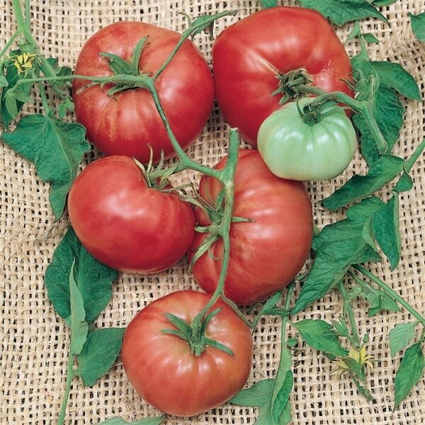 Italian Tree / Trip-L- Crop Tomato Seeds Heirloom Variety