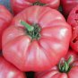 Giant Belgium Heirloom Tomato Seeds Organic Pink Beefsteak Rare