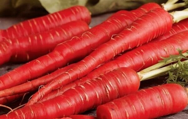 Atomic Red Carrot Seeds Vegetables Vitamin Rich Bulk