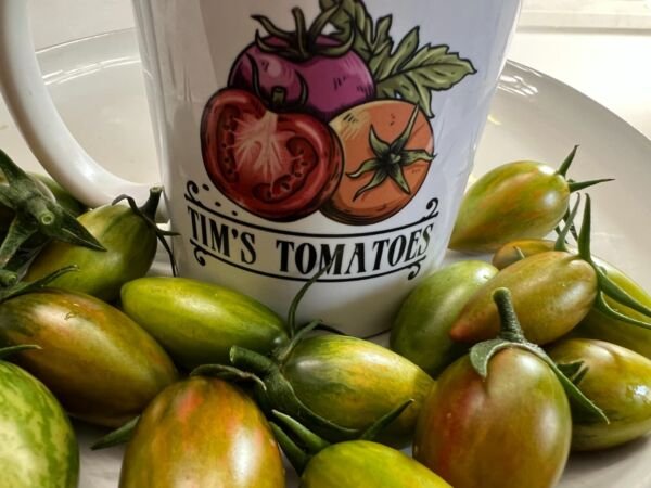 Green Tiger Tomato Seeds Tomatoes Paste Canning Sauce