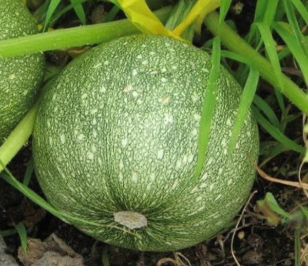 Round Zucchini Summer Squash Heirloom Organic
