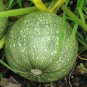 Round Zucchini Summer Squash Heirloom Organic