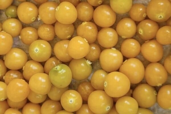 Golden Berry aka Peruvian Ground Cherry Cape Gooseberry Heirloom