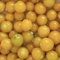 Golden Berry aka Peruvian Ground Cherry Cape Gooseberry Heirloom