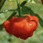 Red Mushroom Pepper Seeds Hot Organic Rare