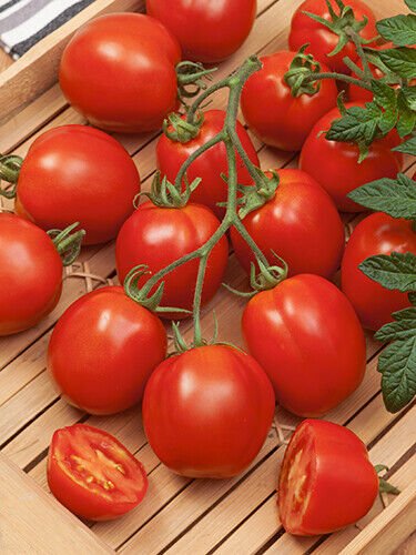 Rushmore Heirloom Tomato Seeds Organic Rare Variety Non GMO