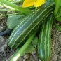 Cocozelle Zucchini Seeds Heirloom Organic Summer Squash