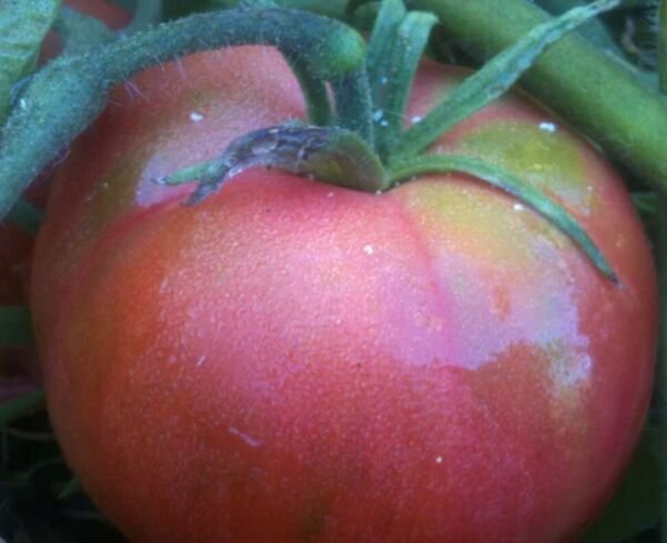 Red Peach Tomato Seeds Heirloom Organic