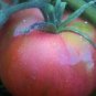 Red Peach Tomato Seeds Heirloom Organic