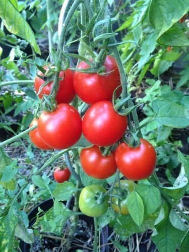 Quedlinburger Furhe Libe Tomato Seeds Heirloom Early Maturing