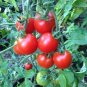 Quedlinburger Furhe Libe Tomato Seeds Heirloom Early Maturing