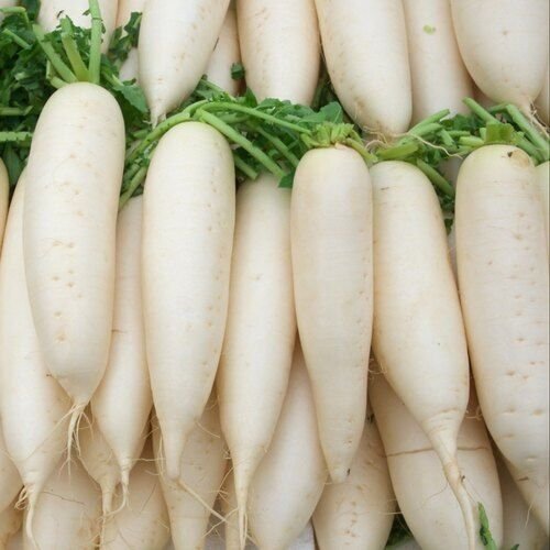 Daikon Radish Seeds Heirloom Vegetable Variety Wholesale