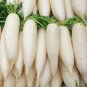 Daikon Radish Seeds Heirloom Vegetable Variety Wholesale