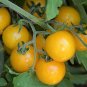 Hartman's Yellow Gooseberry Tomato Seeds Heirloom Variety