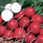 German Giant Radish Seeds Heirloom Cold Tolerant Vegetable Bulk
