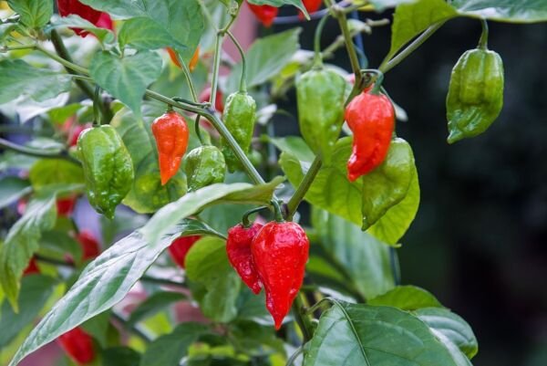 Ghost Pepper Seeds Bhut Jolokia Peppers Hot Spicy Vegetable