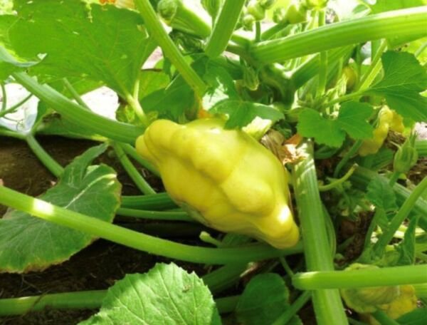 Yellow Bush Scallop Summer Squash Seeds Heirloom Organic