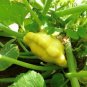 Yellow Bush Scallop Summer Squash Seeds Heirloom Organic