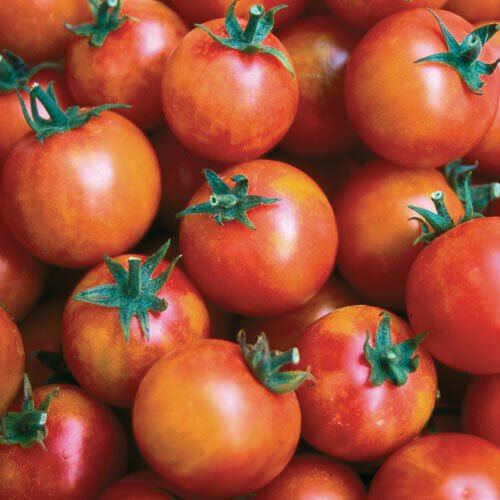 Isis Candy Tomato Seeds Heirloom Organic Rare Indeterminate
