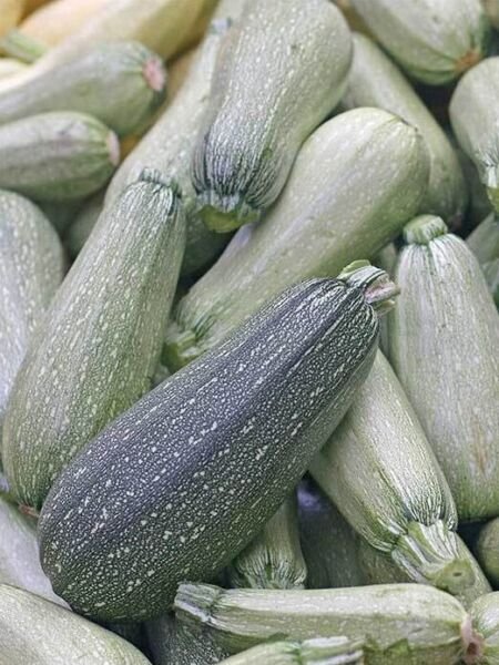 Grey Zucchini Seeds Summer Squash Heirloom Organic Rare Vegetables