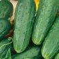 Homemade Pickles Cucumber Seeds Heirloom Organic Pickling