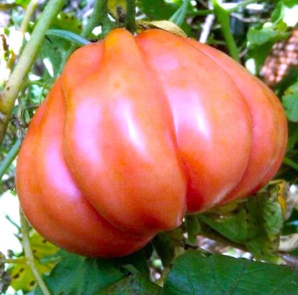 Zapotec Pink Ribbed Tomato Seeds Heirloom Organic