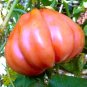 Zapotec Pink Ribbed Tomato Seeds Heirloom Organic