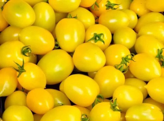 Yellow Plum Tomato Seeds Heirloom Organic