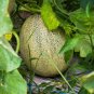 Honey Rock Melon Seeds Heirloom Organic Cantaloupe