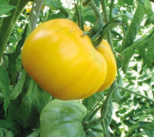 Yellow Beefsteak Tomato Seeds Heirloom Organic Bulk Wholesale
