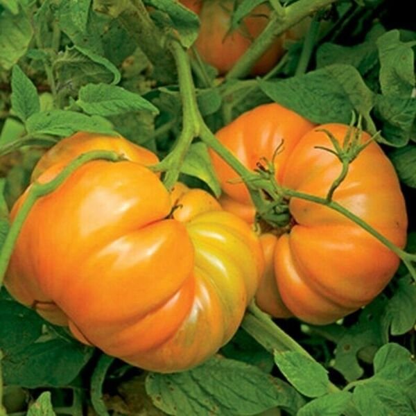 Kellogg's Breakfast Heirloom Tomato Seeds Organic Large Beefsteak