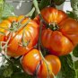 Kentucky Beefsteak Heirloom Tomato Seeds Bulk Wholesale